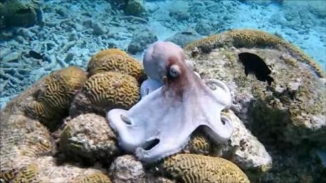Sea Cow Snorkeling Bonaire-Kralendijk必去景点