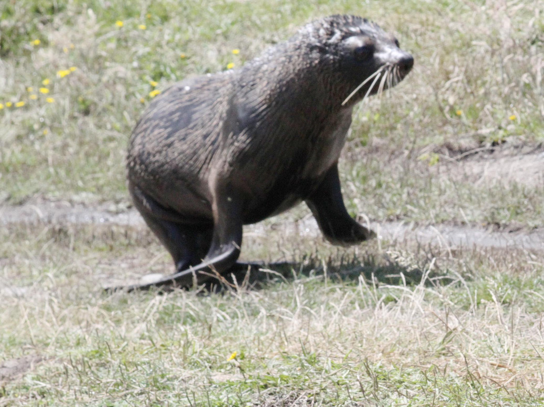 Hammonds Wellington Tours-惠灵顿必去景点