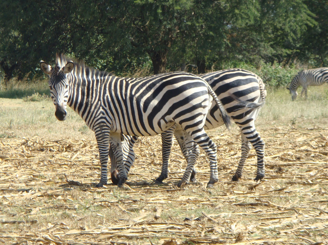 Parays Game Ranch-卢萨卡必去景点
