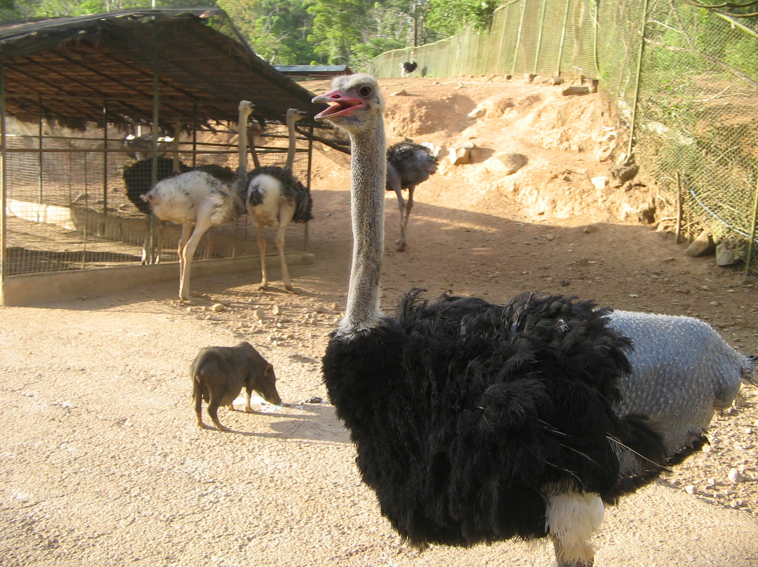 Zoobic Safari景点图片