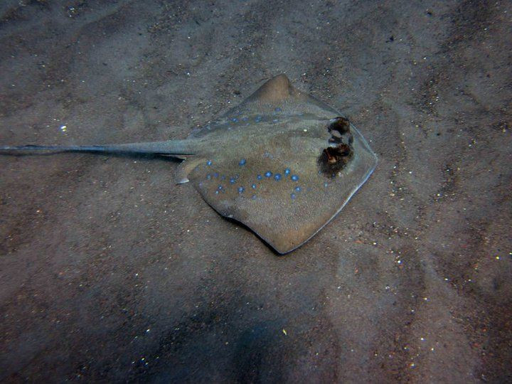 水游天堂潜水中心-图兰本必去景点