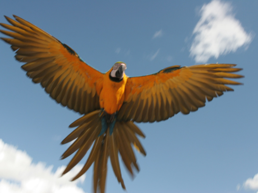 Parc Des Oiseaux-Villars-les-Dombes必去景点