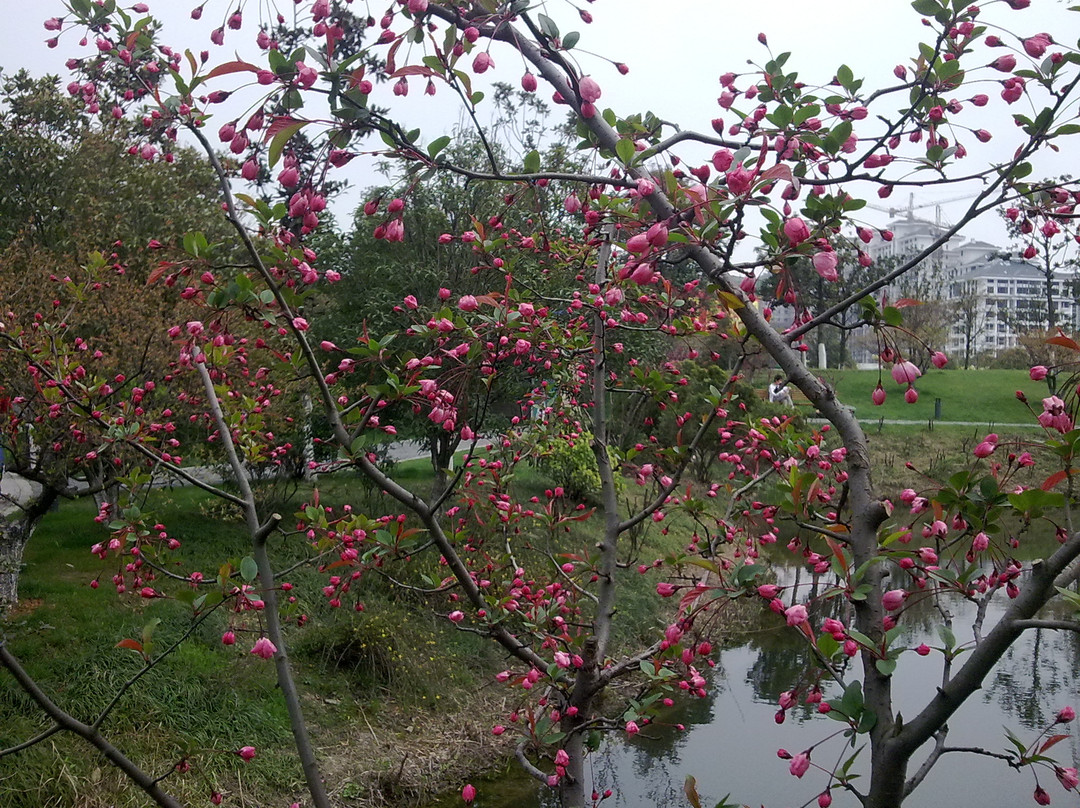红梅公园-常州市必去景点