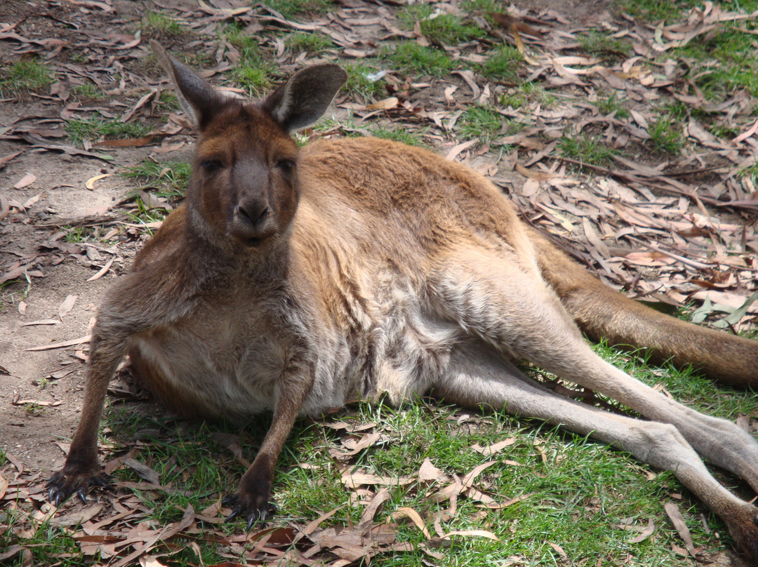 Ballarat Wildlife Park-巴拉瑞特必去景点