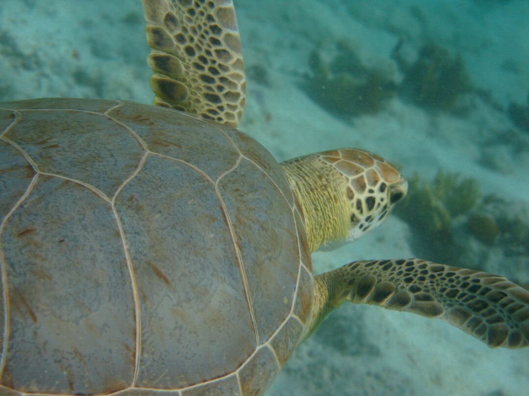 Caneel Bay Kayak, Hike & Snorkel Adventure - Virgin Islands Ecotours-Caneel Bay必去景点