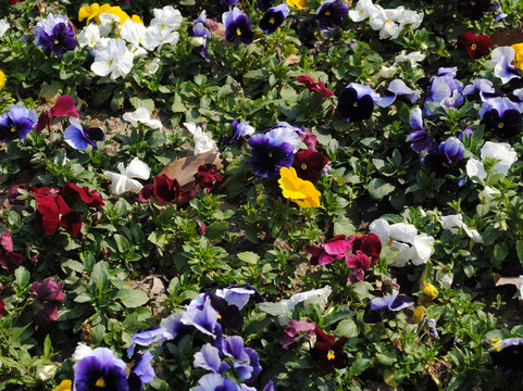 上海中山公园-上海市必去景点