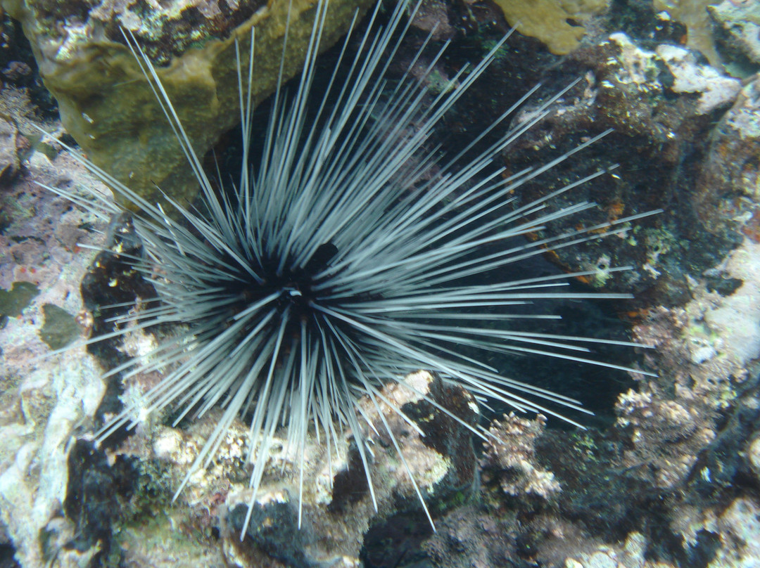 Paradise Scuba & Snorkeling Center-La Parguera必去景点
