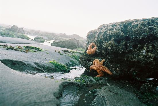 Shi Shi Beach景点图片