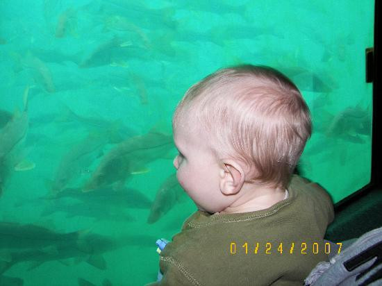 Ellie Schiller Homosassa Springs Wildlife State Park-Homosassa Springs必去景点