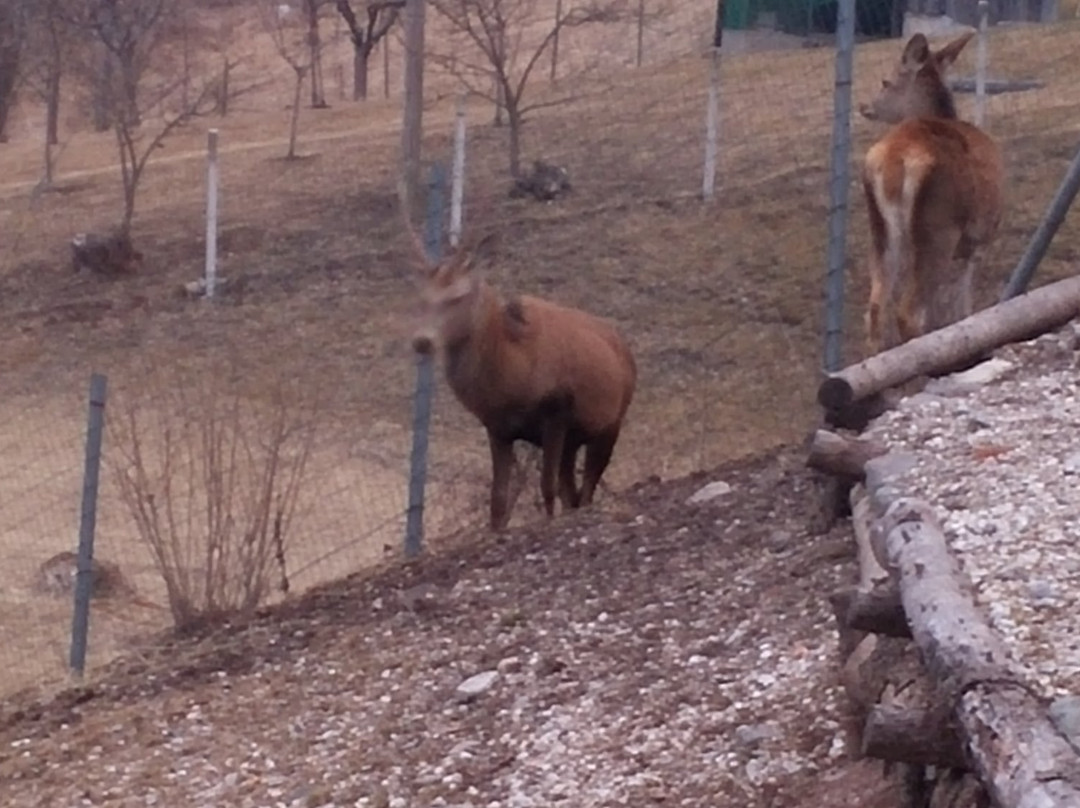 Cercivento餐馆和美食-Bar Moro