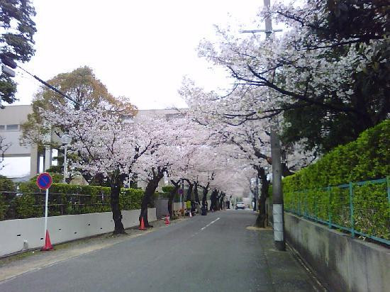 山崎川四季之道-名古屋市必去景点