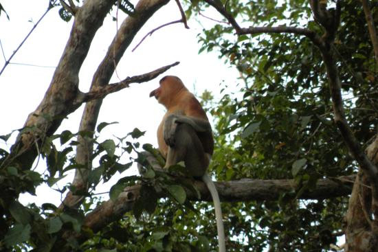 Kinabatangan Jungle Camp-苏高必去景点
