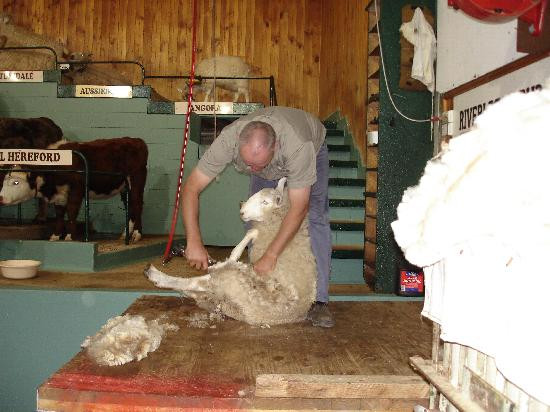 Bathurst Sheep and Cattle Show-巴瑟斯特必去景点