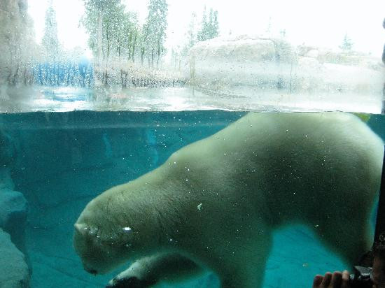Cochrane Polar Bear Habitat-Cochrane必去景点