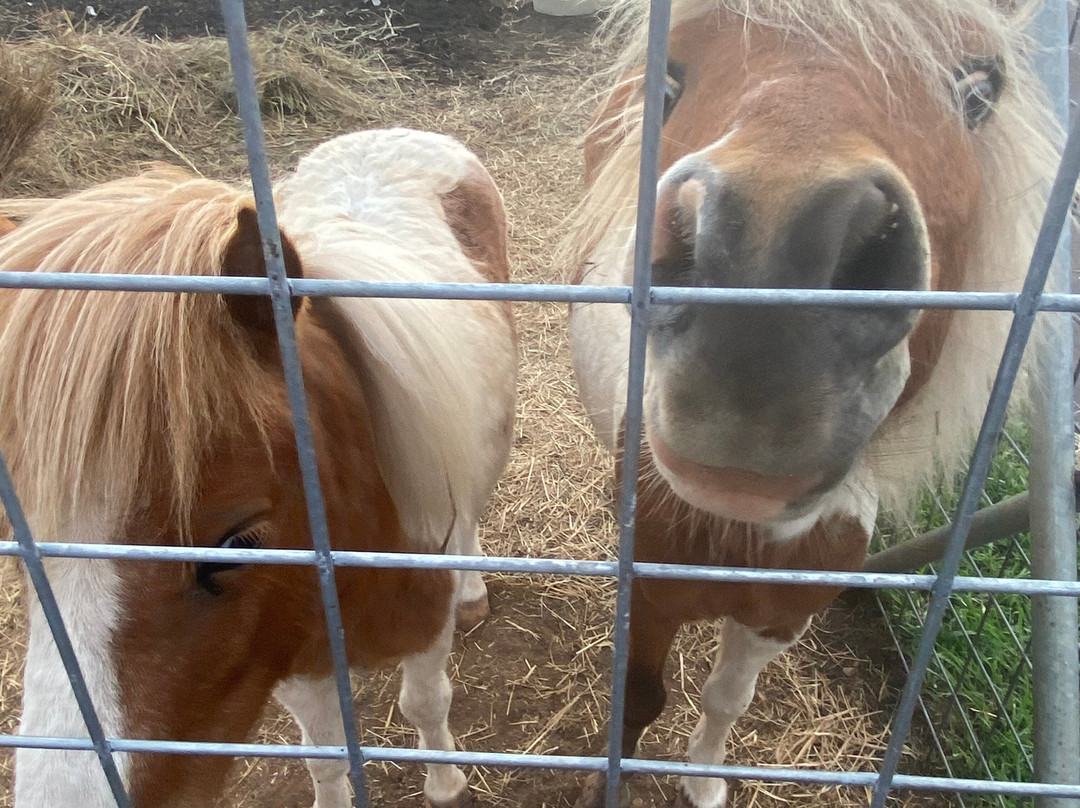 Orr Family Farm-俄克拉何马城必去景点