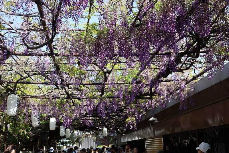 Kumanokaido Shindachiyado no Noda Fuji