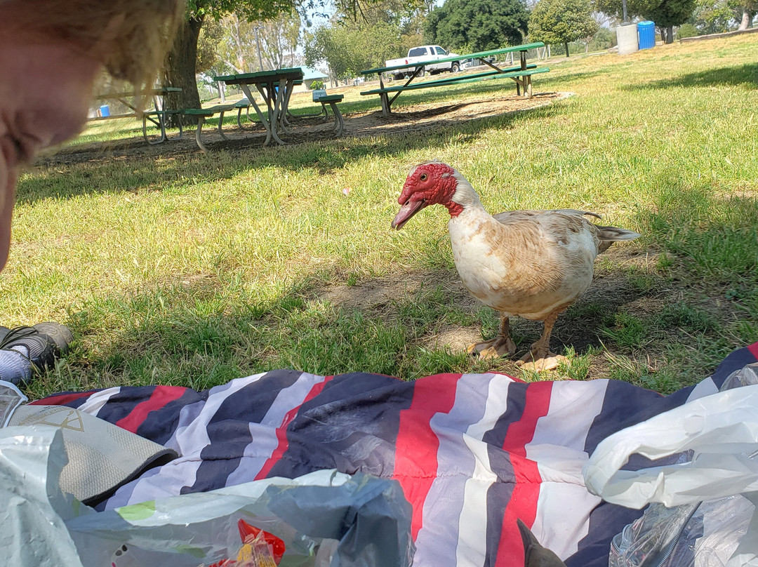 Prado Regional Park-奇诺必去景点