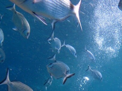 Happy Bubbles Diving Center景点图片