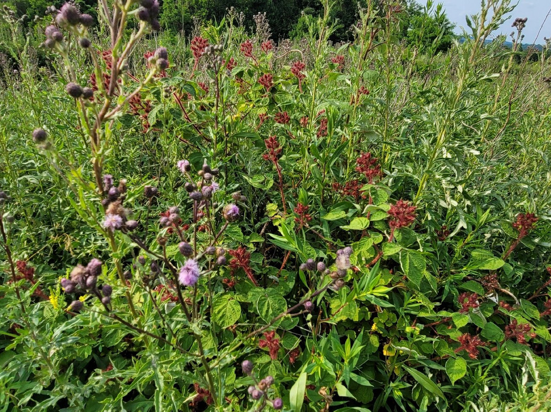 Clark Nature Preserve