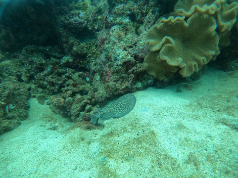 Dive For You-尼拉瓦利必去景点