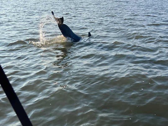Tybee Island Charters-泰碧岛必去景点