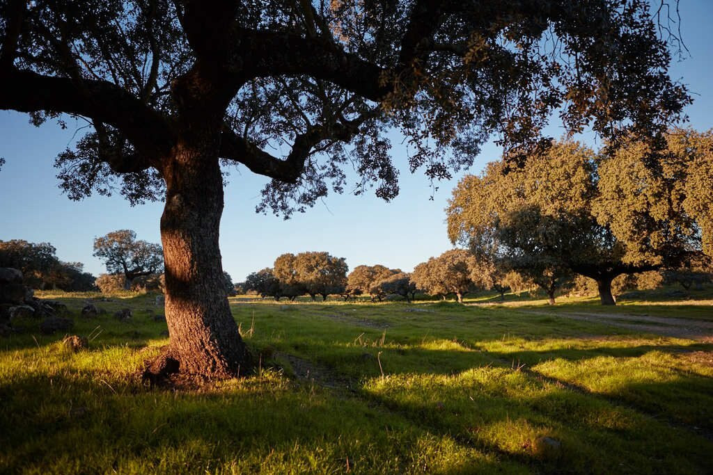 Monte Dos Cordeiros主图