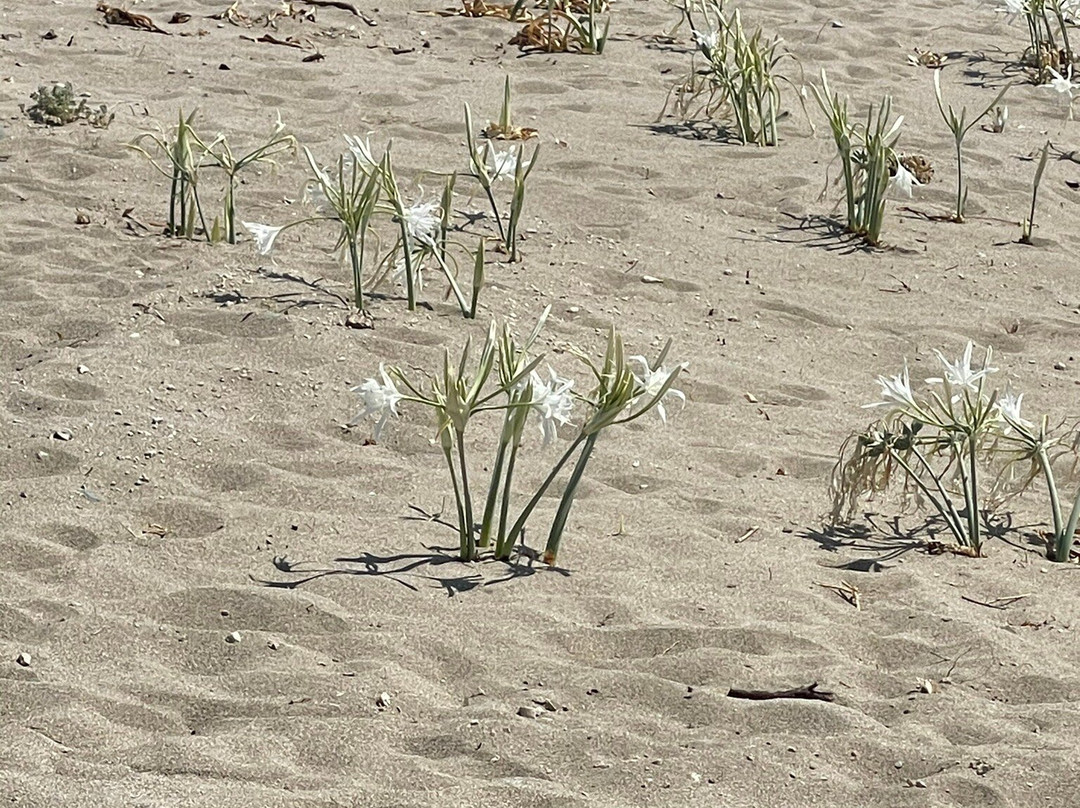 Pigadia Beach景点图片