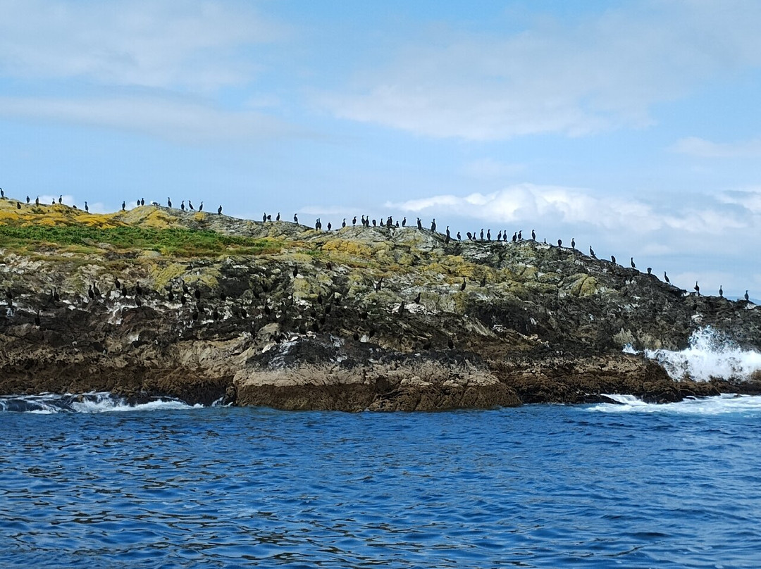 Whale Watch West Cork景点图片