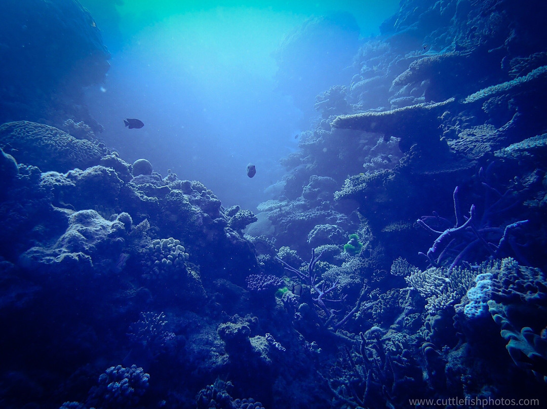Pro Dive Cairns景点图片