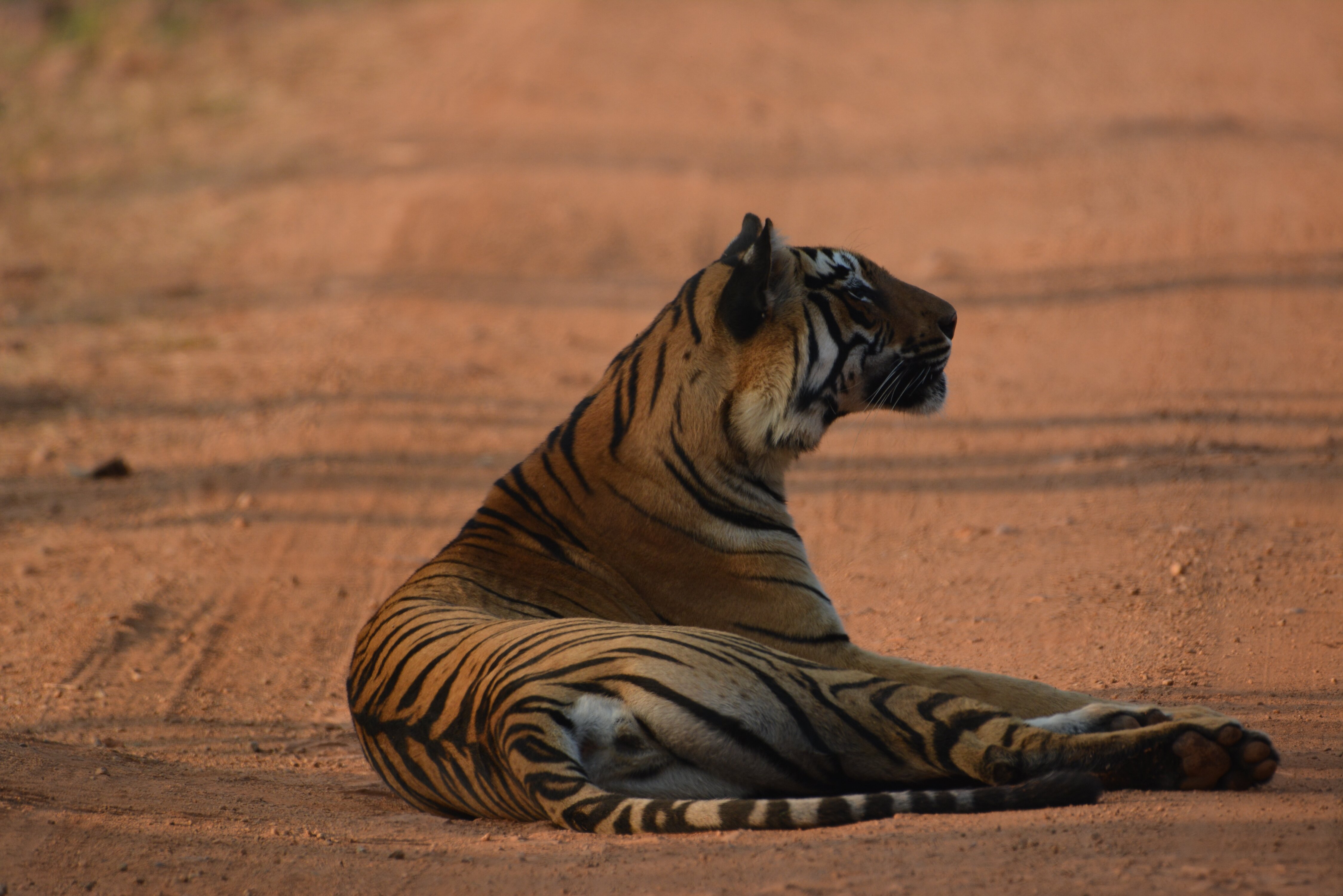 Tadoba Homestay Cottage-官方