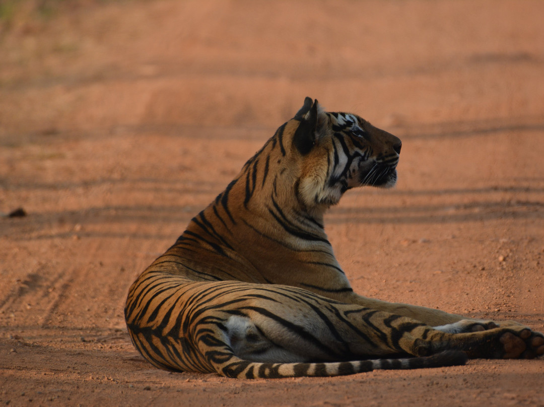 Bhamdeli Raiyyatwari酒店住宿-Tadoba Homestay Cottage