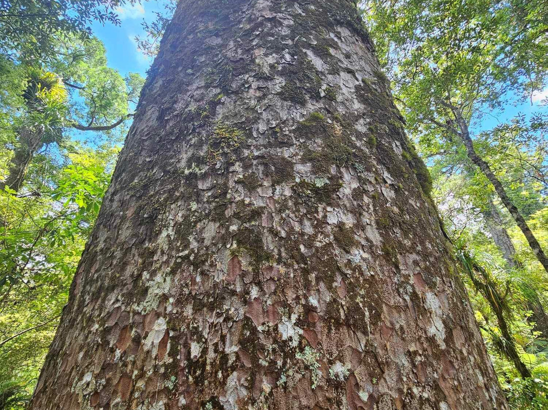 Manginangina Kauri Walk景点图片