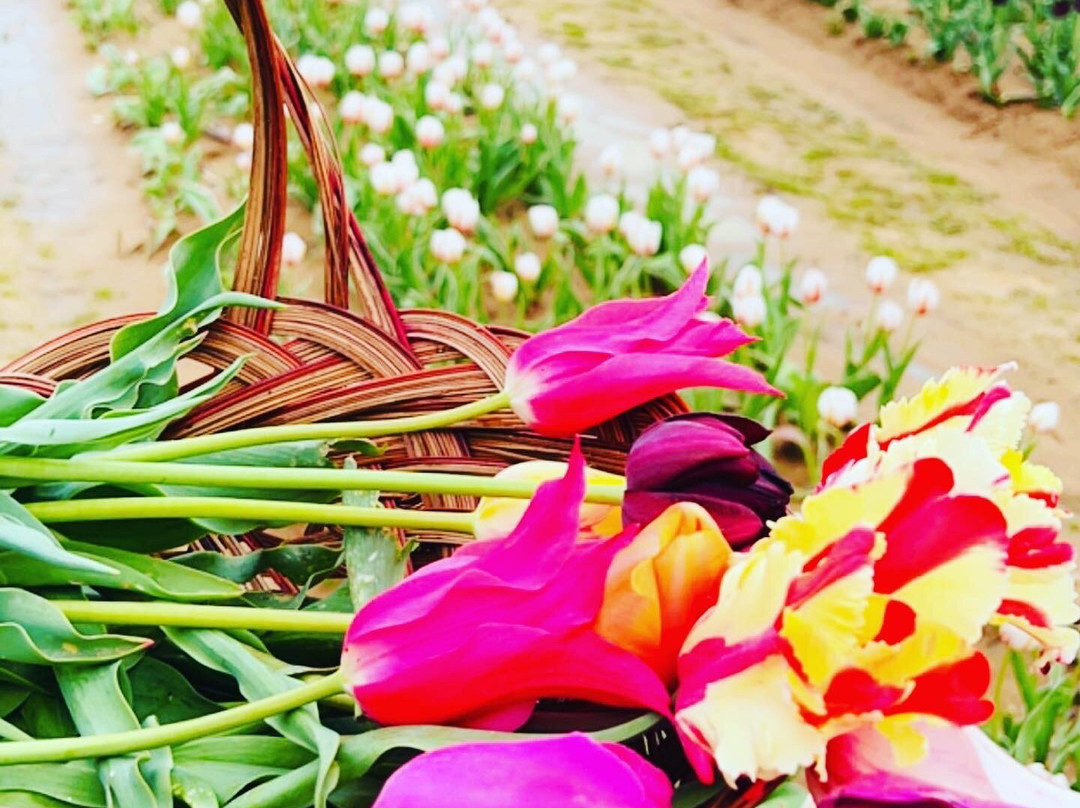 Texas Tulips-Pilot Point必去景点