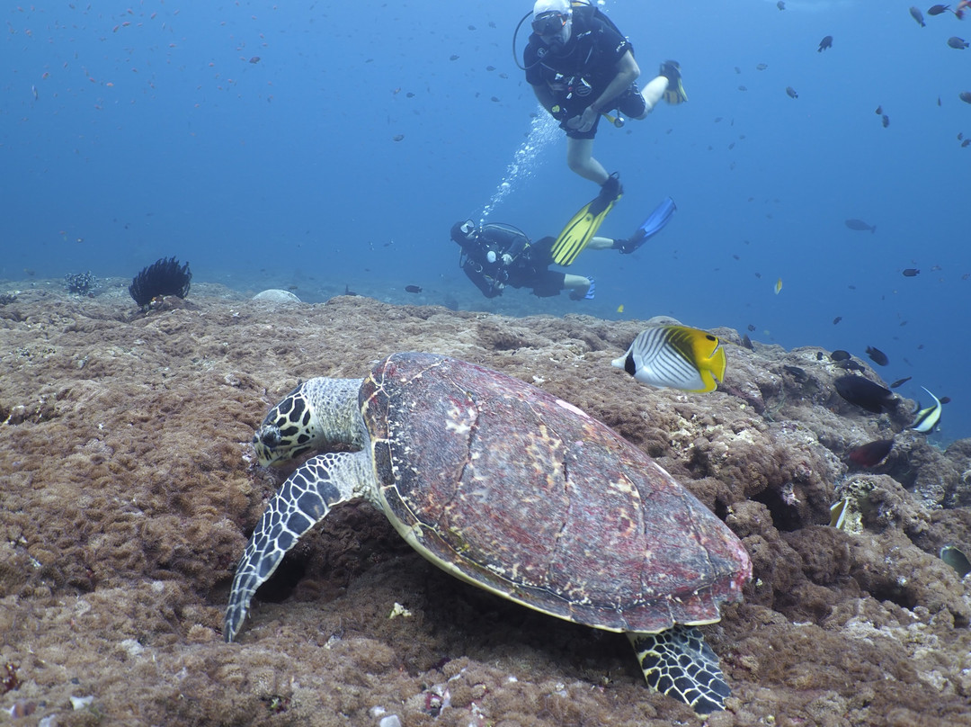 Joy Dive Maldives-萨芙莉岛必去景点