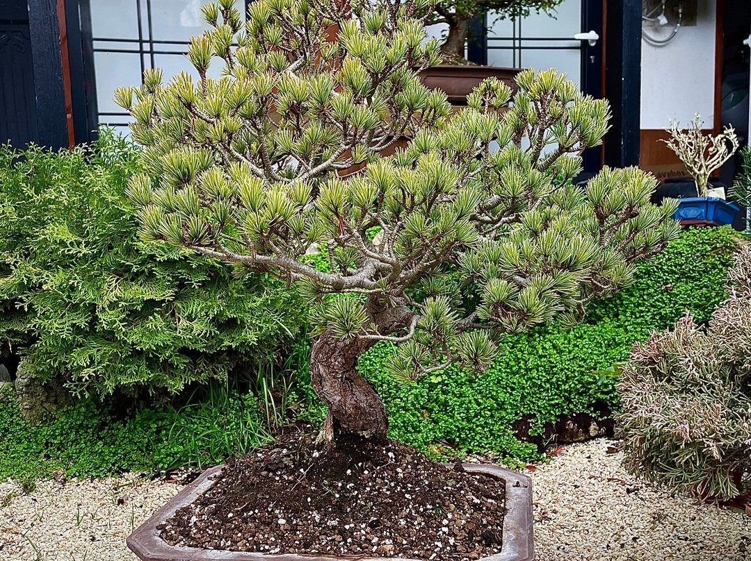 Museu do Bonsai-辛特拉必去景点