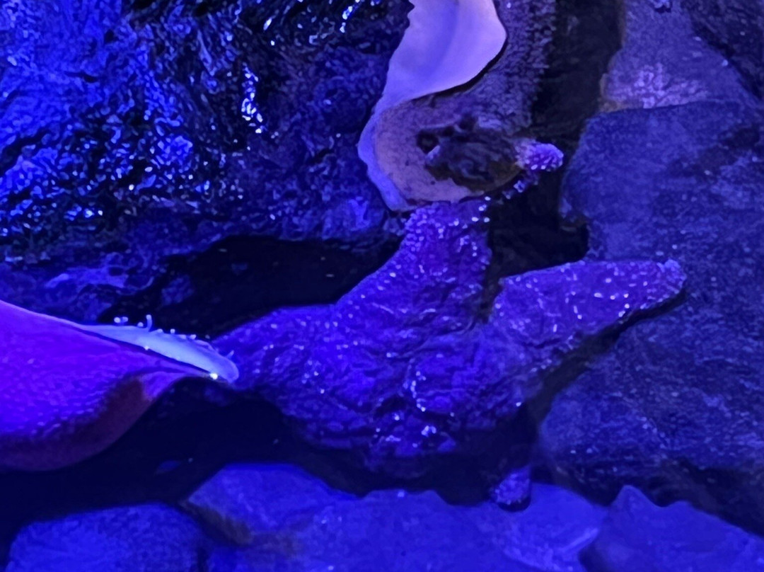 Charleston Marine Life Center-Charleston必去景点