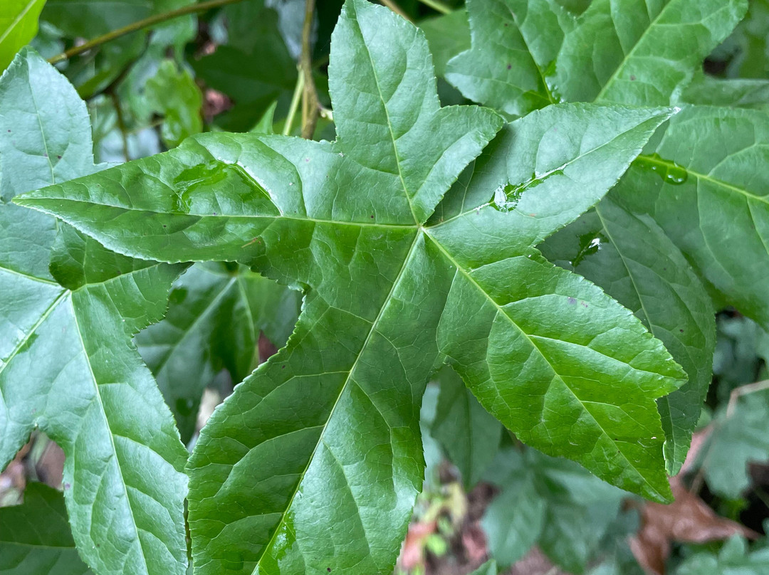 Doctors Creek Reserve-Jamieson必去景点