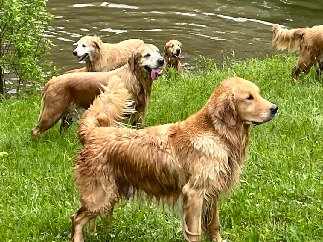 Golden Dog Farm景点图片