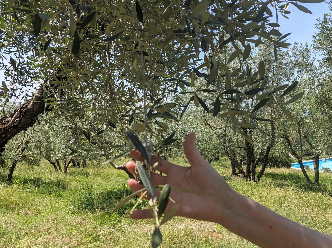 Casa Sola Chianti Winery-巴尔贝里诺瓦尔德尔萨必去景点