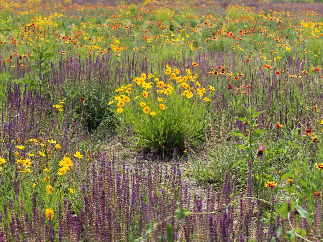 大运河森林公园-北京市必去景点