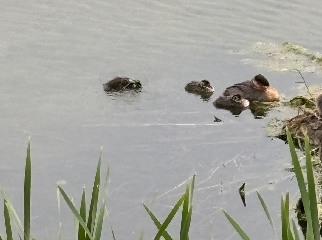 Sandy Beach Regional Park-劳埃德明斯特必去景点