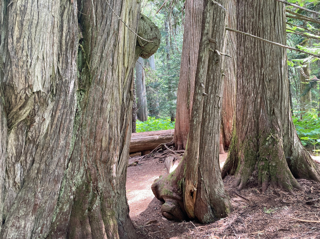 Ancient Cedars Trail-惠斯勒必去景点