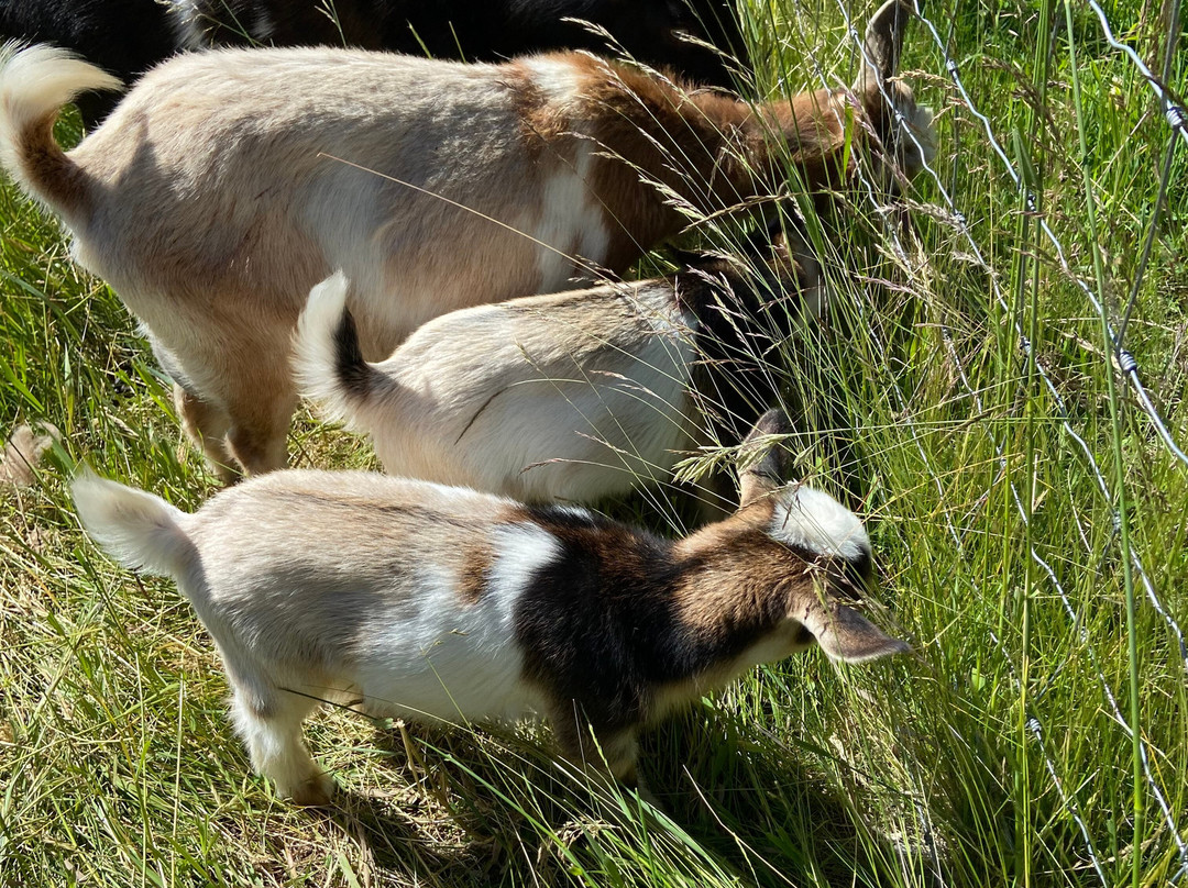 Cedar Mountain Farm Bed and Breakfast主图