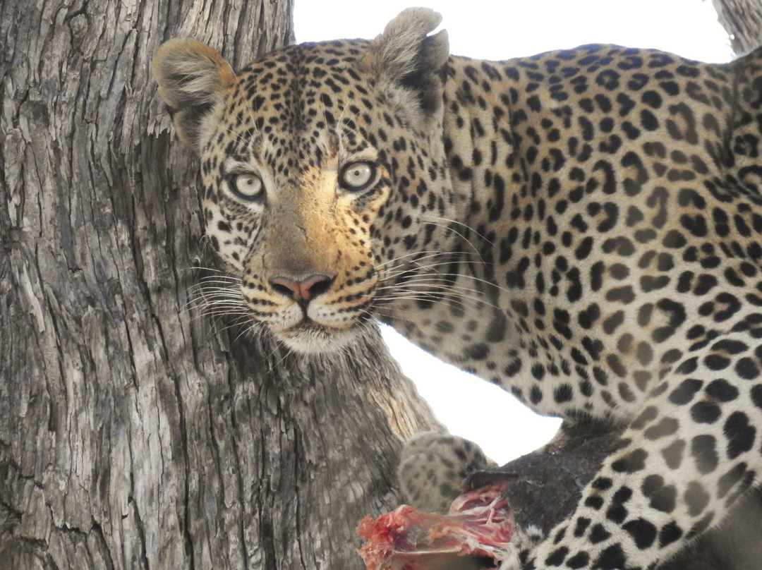 African Bush Lovers Travel & Tours Safaris景点图片