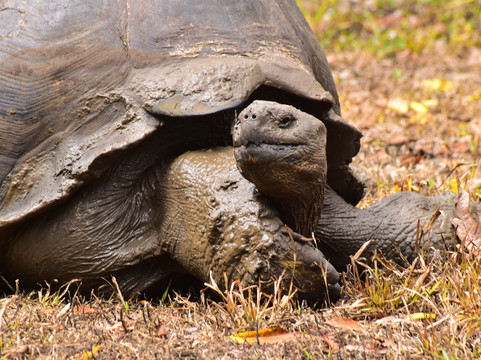 Nature Galapagos & Ecuador-基多必去景点