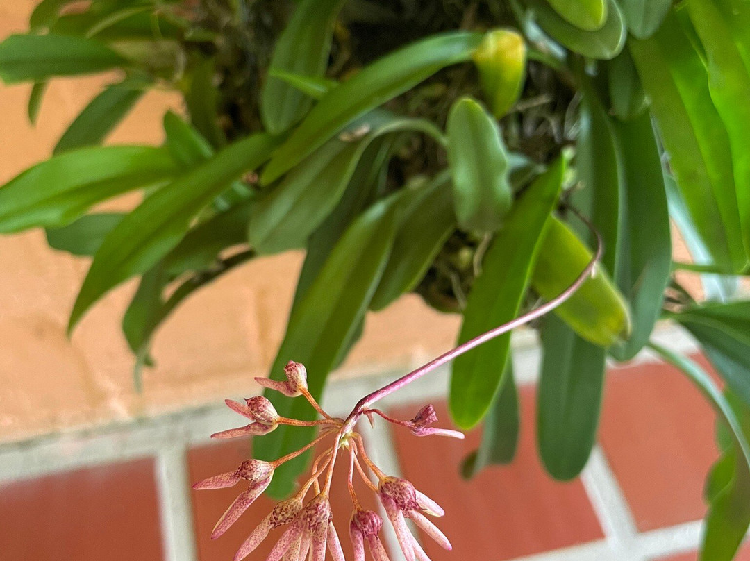 Orchids & Birds Finca Romelia-Manizales必去景点