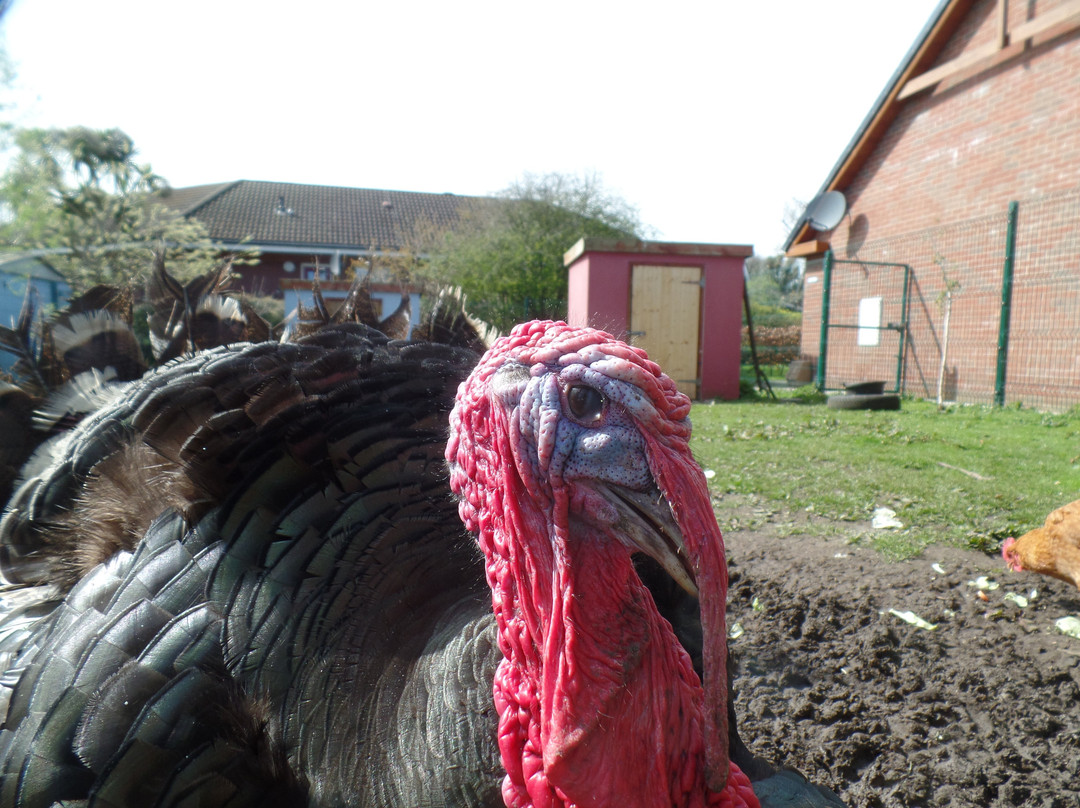 Carrickfergus Urban Farm景点图片