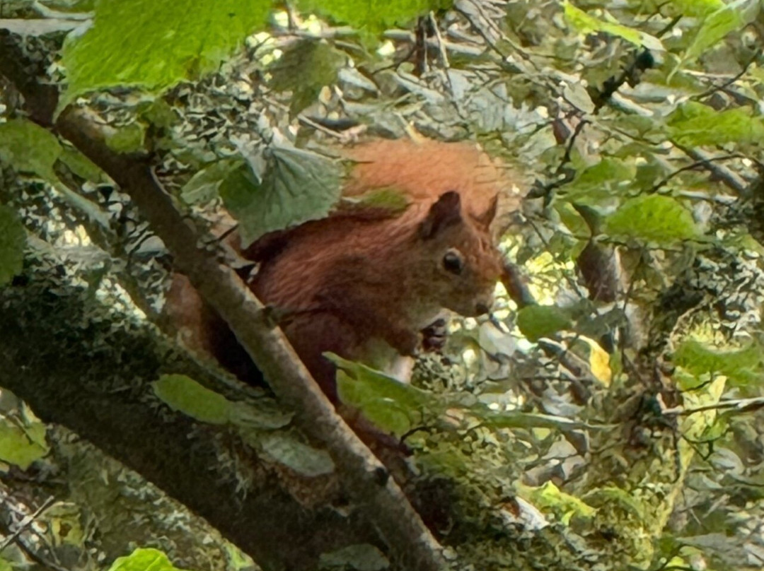 Alverstone Mead Nature Reserve-桑当必去景点