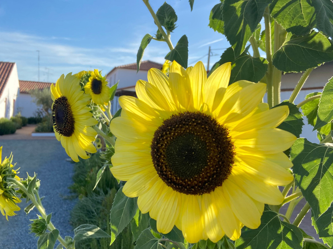 Viva! Farmhouse主图