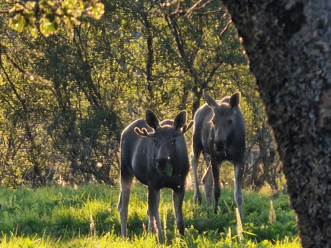 Vesterålen Tours-Sortland必去景点